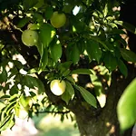 Πανσιόν Borgo Tarapino Campagna 3*