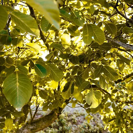 Borgo Tarapino Campagna Gasthof Ferrara