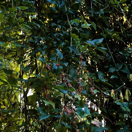 Gasthof Borgo Tarapino Campagna