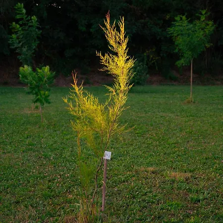 Gasthof Borgo Tarapino Campagna 3*