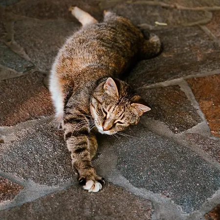 Borgo Tarapino Campagna Gasthof 3*