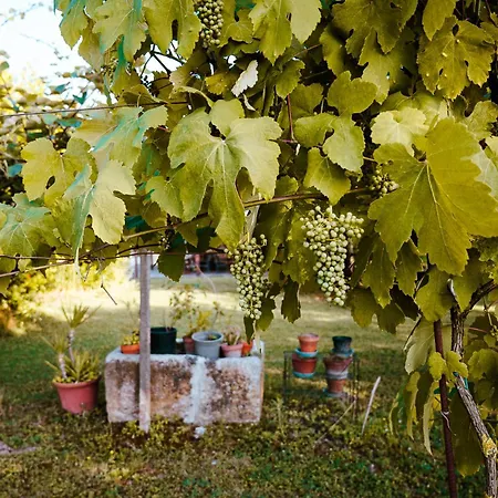 Borgo Tarapino Campagna Penzion