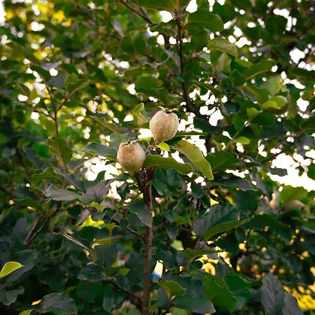 Gasthof Borgo Tarapino Campagna
