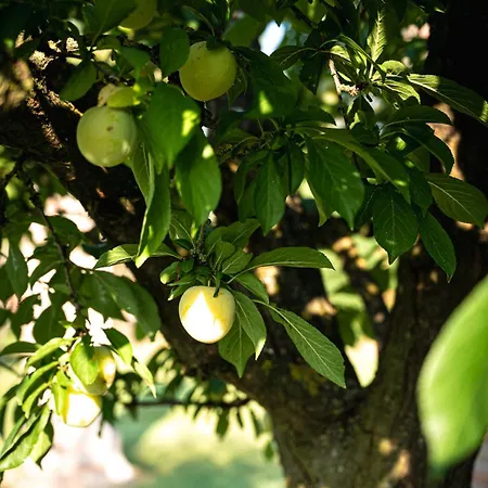 Gasthof Borgo Tarapino Campagna 3*