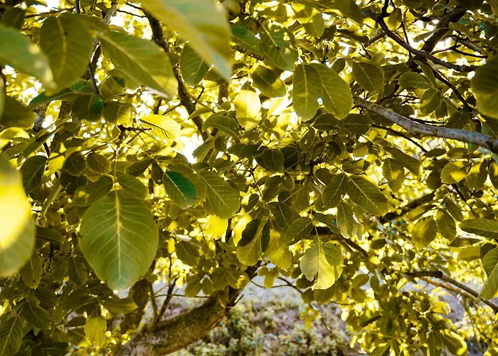 Borgo Tarapino Campagna Penzion Ferrara