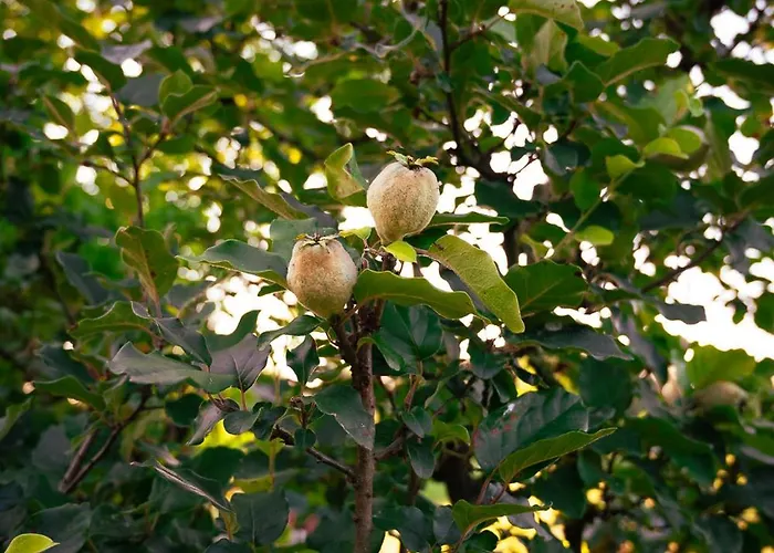 招待所 Borgo Tarapino Campagna