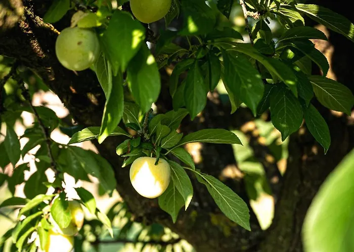 Gæstehus Borgo Tarapino Campagna 3*